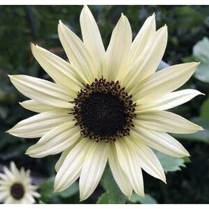 Italian White sunflower seeds